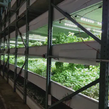 Commercial Hydroponic Farm Grow Trays