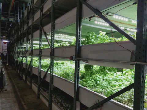 Commercial Hydroponic Farm Grow Trays