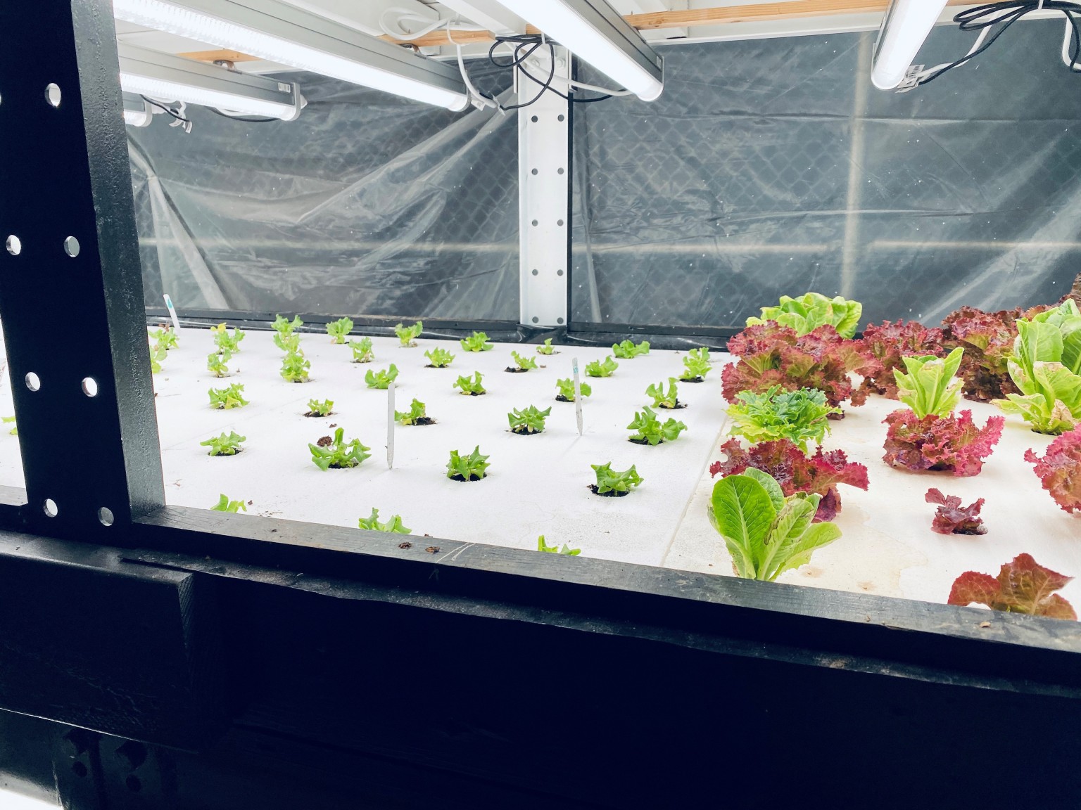 EPS Foam Trays for Hydroponic and Aquaponic Gardening Universal Foam